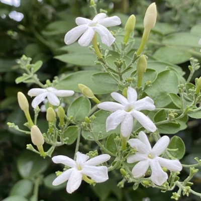 Picture of Global Dwarf 20 Pcs Natural Gardenia Bulbs Jasmine Flower Seeds