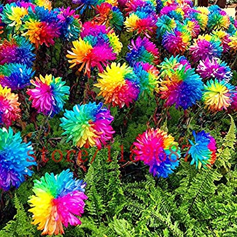 Picture of All Season Rainbow Chrysanthemum Seeds -20 pcs seeds