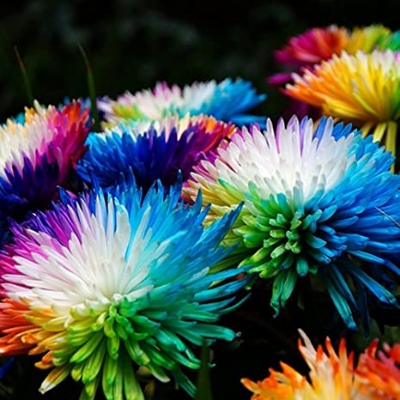 Picture of All Season Rainbow Chrysanthemum Seeds -20 pcs seeds