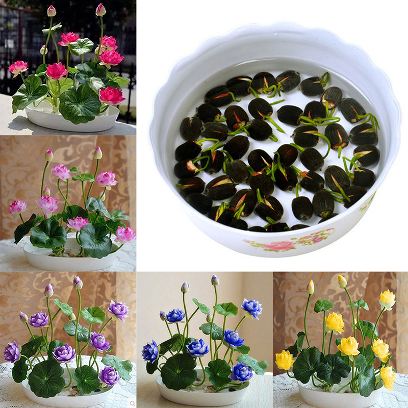 Picture of Global Sholdnut 5 pcS Seeds Dwarf Lotus Flower Mixed Colors Mini Water Lily Flowers Seeds Aquatic Plant