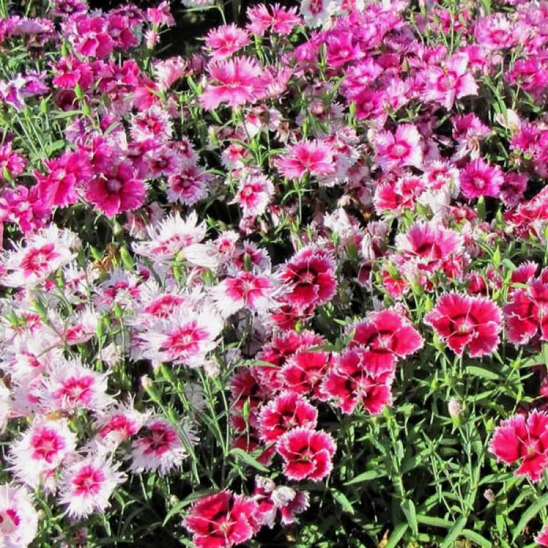 Picture of Global Dianthus Multicolor Flower Seeds - 20pcs seeds
