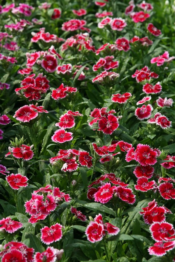 Picture of Global Dianthus Multicolor Flower Seeds - 20pcs seeds