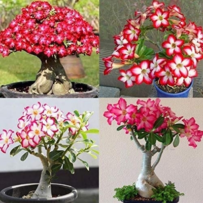 Picture of Global Bonsai Multicolor Single Petal Adenium Obseum Tree Seeds - 5pcs Seeds