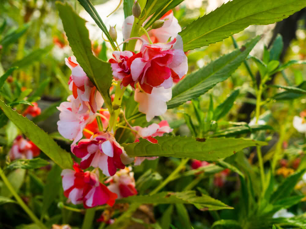 Picture of Global Mix colour Balsam Flower Seeds 15 Pcs