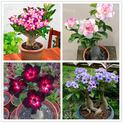 Picture of Global Bonsai Multicolor Single Petal Adenium Obseum Tree Seeds - 10 pcs Seeds