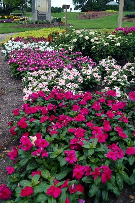 Picture of Rare Mixed colour Noyontara/Vinca Flower seeds  - 20 pcs seeds