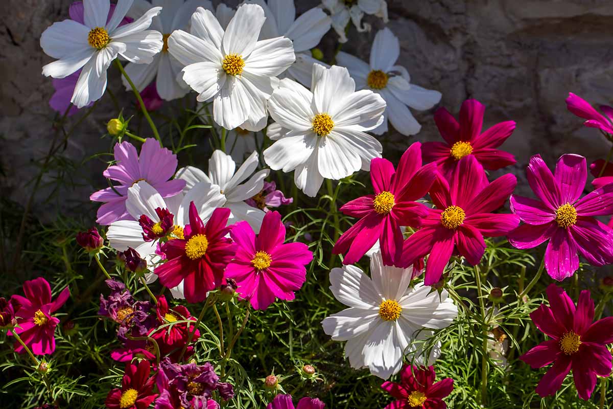 Picture of Global Cosmos Flower - 15 pcs Seeds