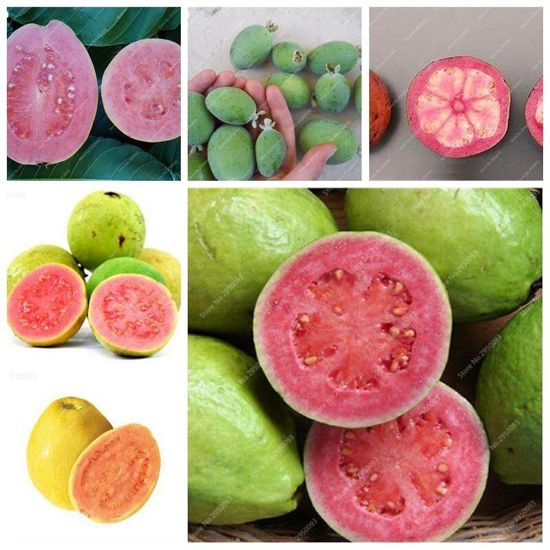 Picture of All Season Red Thai Sweet Guava Seeds - 20 pcs