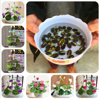 Picture of Bonsai Lotus Flower mixed 5Pieces seeds