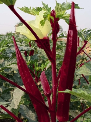 Picture of Colorful Okra Seeds - 15 pcs