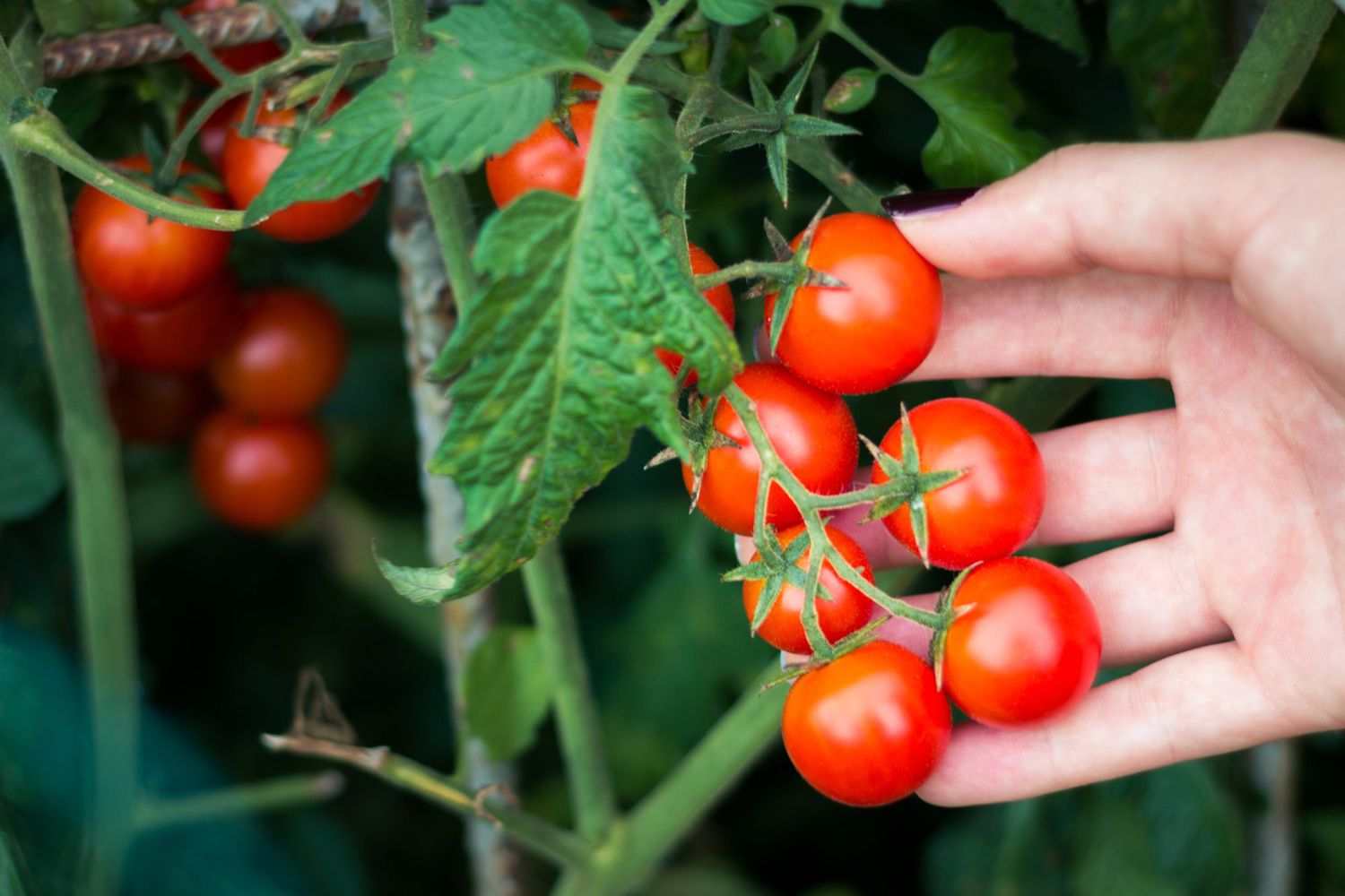 Picture of Thai Red Cherry Tomato  25 pcs seeds