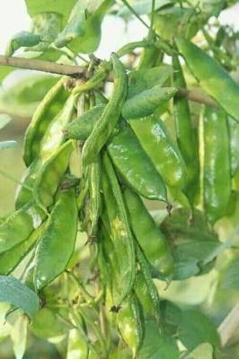Picture of All season organic kerala bean 10pcs seeds