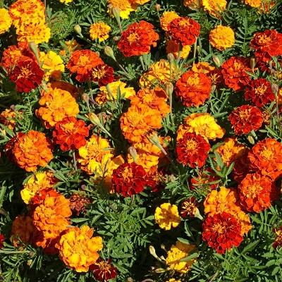 Picture of Hybrid f2 Mix Marigold flower 25 pcs seeds