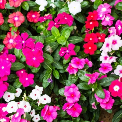 Picture of Rare Vinca Flower Seed - 20+ pcs Mix Color F2 Hybrid SeedS