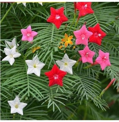 Picture of Global 3 Mix Color Kunjo Flower Seeds - 10 Pcs Seeds