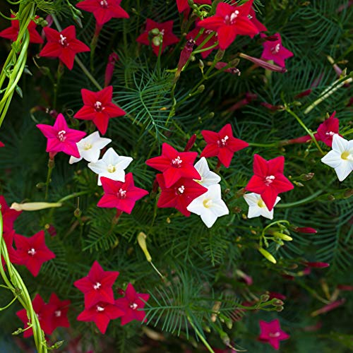 Picture of Global 3 Mix Color Kunjo Flower Seeds - 10 Pcs Seeds