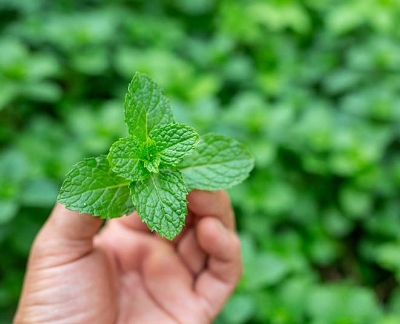 Picture of Global Pudina / Mint Tree 30pcs Seeds ( all season )