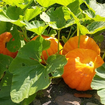 Picture of 10 Pcs Natural Big Max Hybrid Pumpkin Seeds (Seeds) - 10 Pcs Seeds