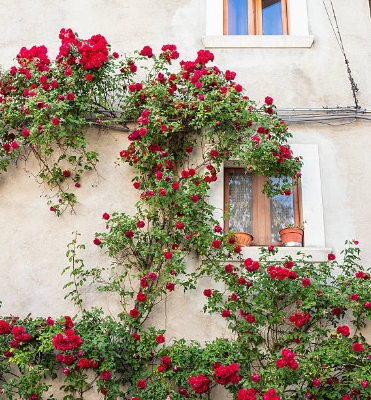Picture of Perennial Climbing Pure Red Rose - 30 Pcs Seeds