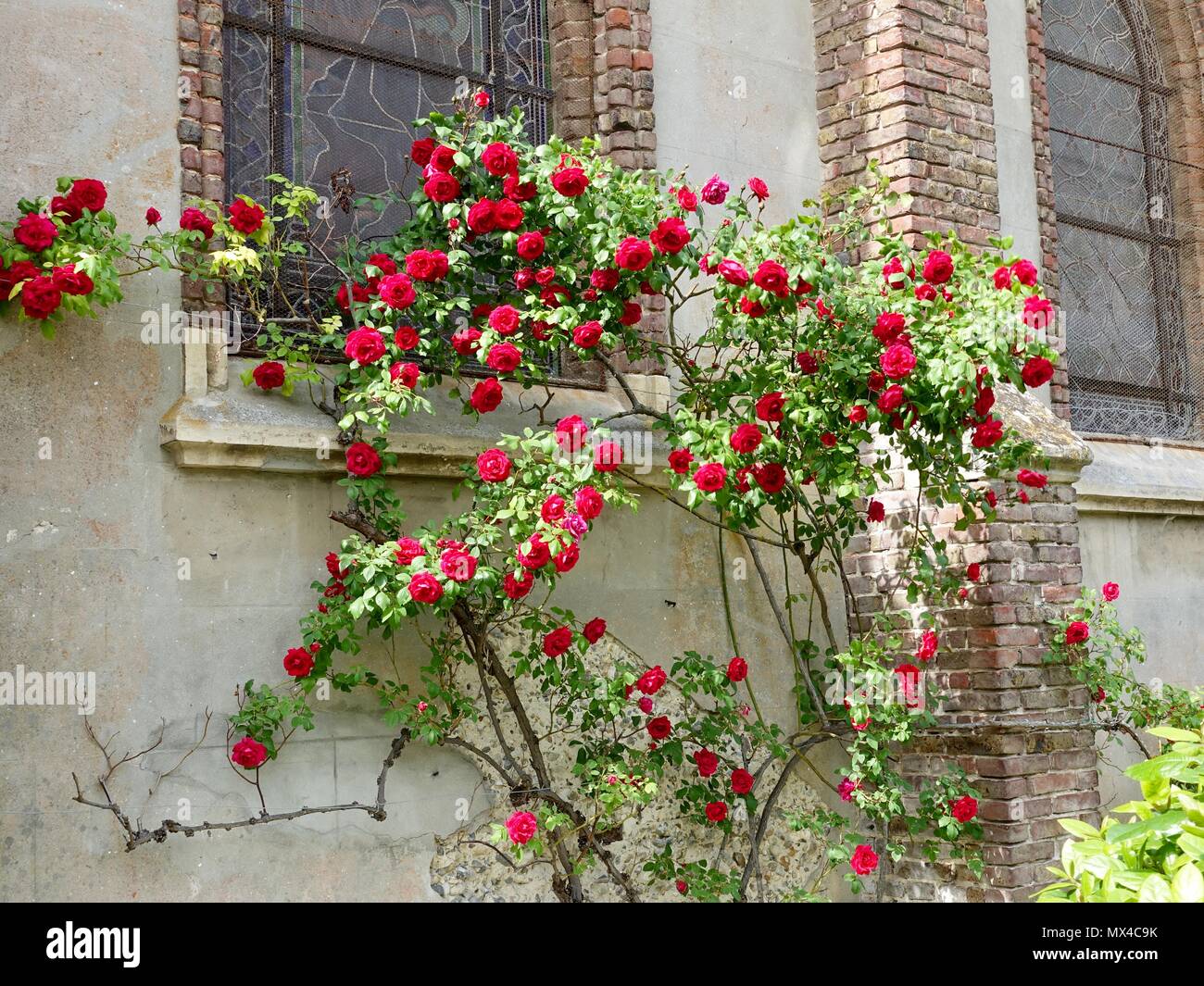 Picture of Perennial Climbing Pure Red Rose - 30 Pcs Seeds