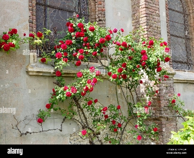 Picture of Perennial Climbing Pure Red Rose - 30 Pcs Seeds