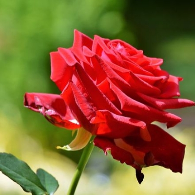 Picture of Perennial Climbing Pure Red Rose - 30 Pcs Seeds