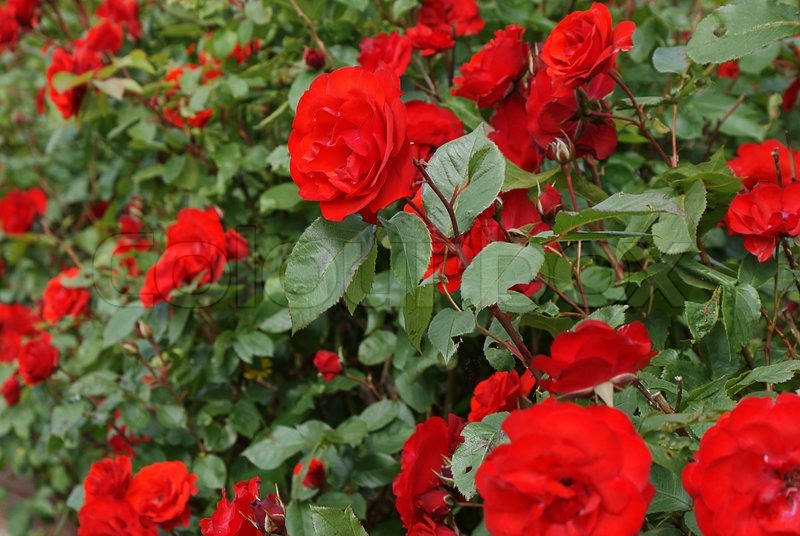 Picture of Perennial Climbing Pure Red Rose - 30 Pcs Seeds