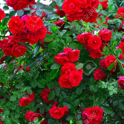 Picture of Perennial Climbing Pure Red Rose - 30 Pcs Seeds