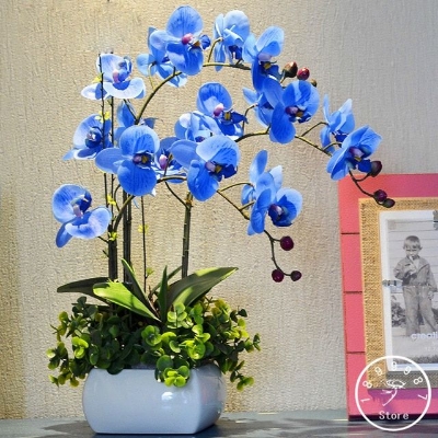 Picture of Imported Beautiful Pure Blue Cymbidium orchid Seeds - 10 Pcs Seeds