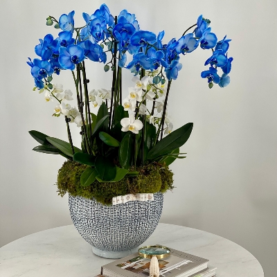 Picture of Imported Beautiful Pure Blue Cymbidium orchid Seeds - 10 Pcs Seeds
