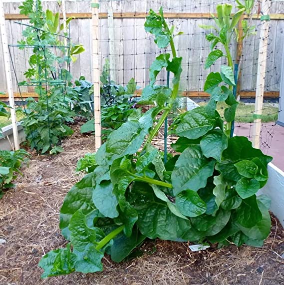 Picture of organic Deshi Sweet Puishak seeds 50 pieces seeds