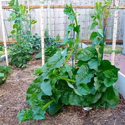 Picture of organic Deshi Sweet Puishak seeds 50 pieces seeds