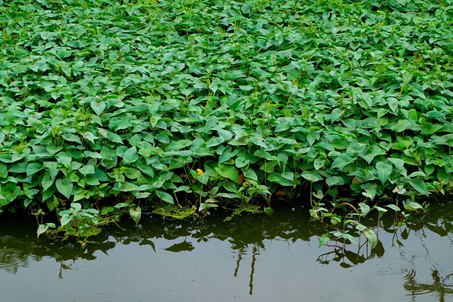 Picture of Hybrid Organic Kangkong Water Spinach Seeds (কলমী শাক বীজ) - 50 Pcs Seeds
