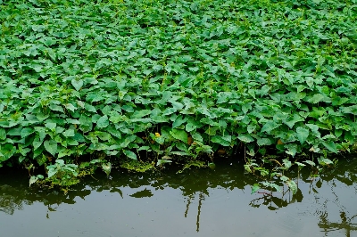 Picture of Hybrid Organic Kangkong Water Spinach Seeds (কলমী শাক বীজ) - 50 Pcs Seeds