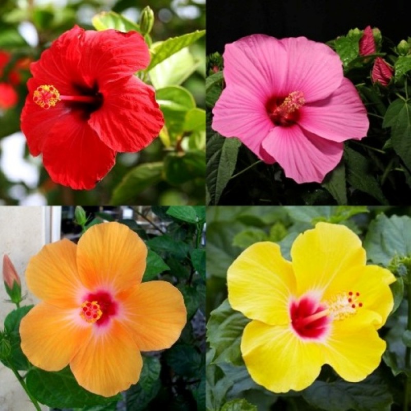 Picture of Mixed Hibiscus/Joba Flower Seeds -10 pcs seeds
