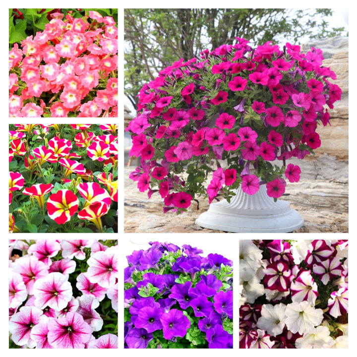 Picture of All Season Beautiful Global Mix Petunia - 45+ Seeds