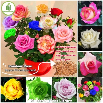 Picture of Rainbow Color Rose Seeds -30pcs Seeds