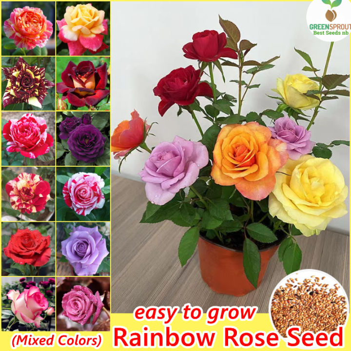 Picture of Rainbow Color Rose Seeds -30pcs Seeds