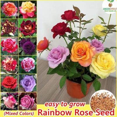 Picture of Rainbow Color Rose Seeds -30pcs Seeds