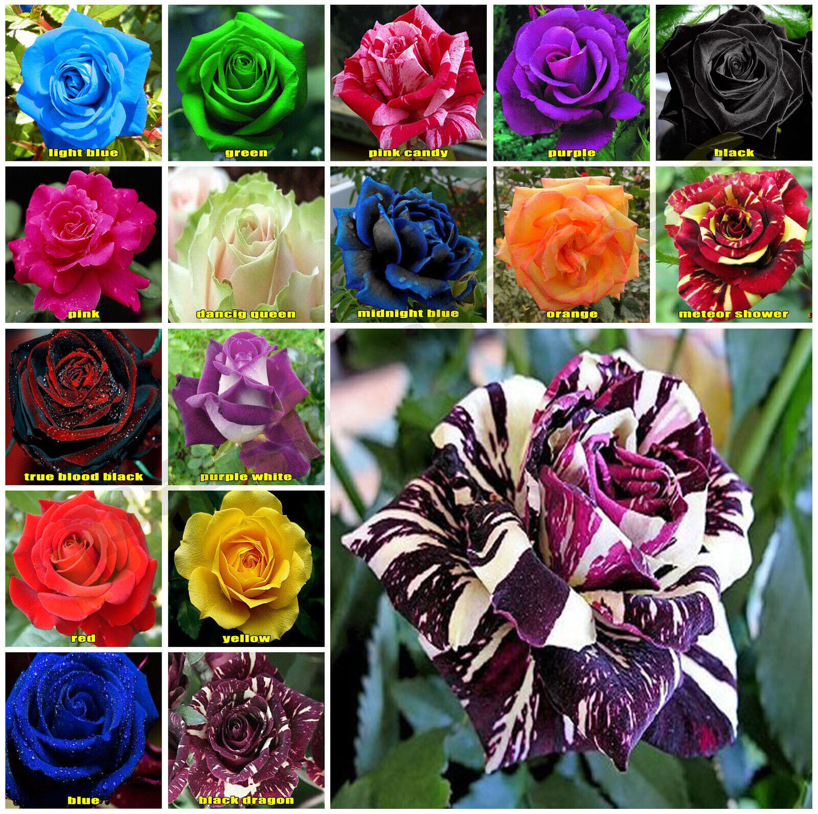 Picture of Rainbow Color Rose Seeds -30pcs Seeds