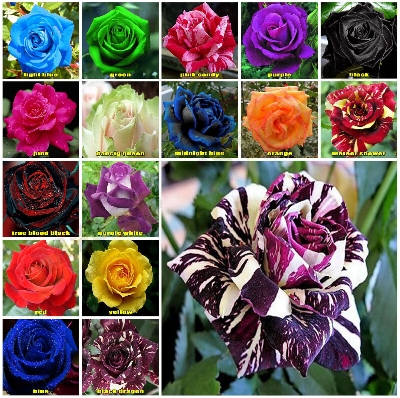 Picture of Rainbow Color Rose Seeds -30pcs Seeds