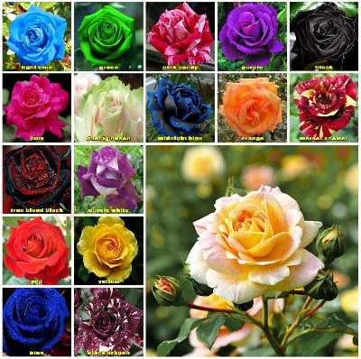 Picture of Rainbow Color Rose Seeds -30pcs Seeds