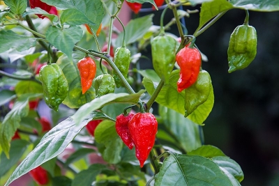 Picture of Global Naga Pepper or Bombay Pepper Seed - 40 pcs
