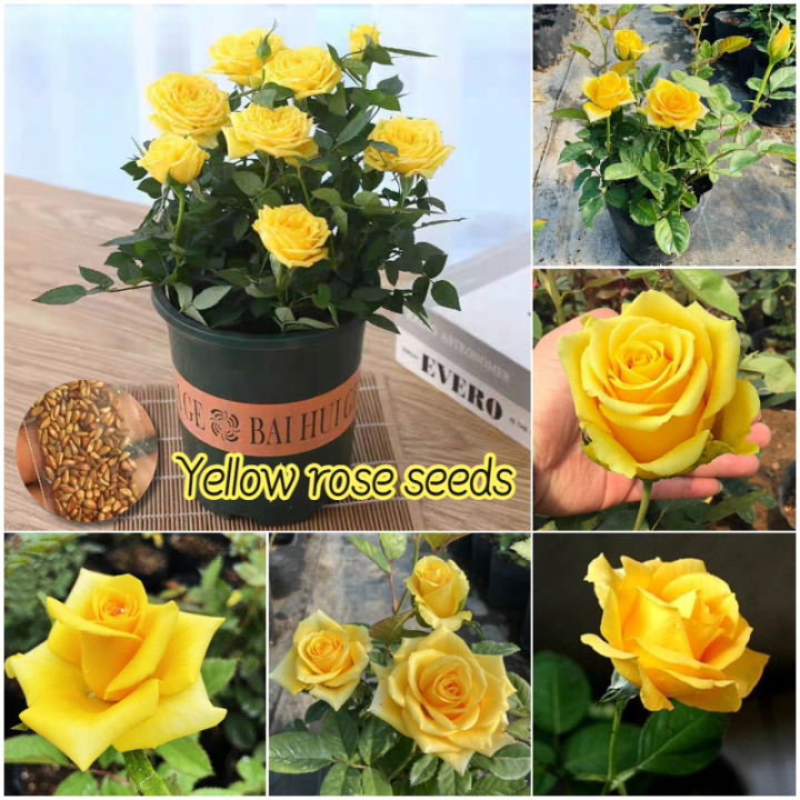 Picture of Yellow Color Rose Seeds - 30 Pcs Seeds (Global Seed)