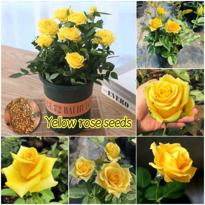 Picture of Yellow Color Rose Seeds - 30 Pcs Seeds (Global Seed)