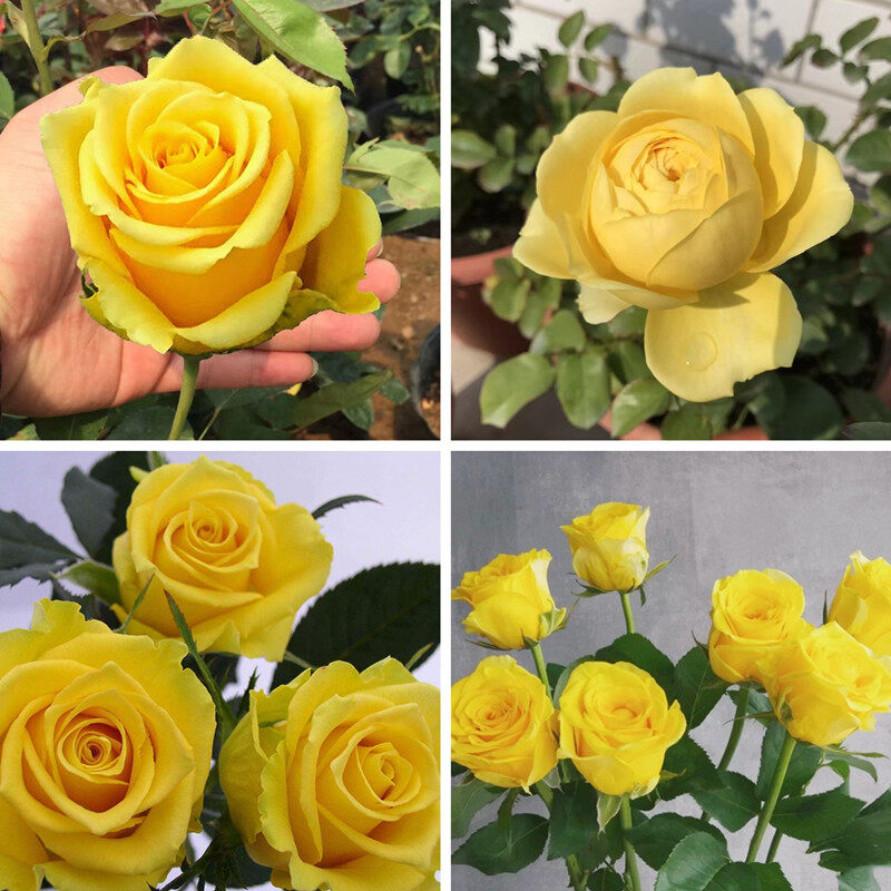 Picture of Yellow Color Rose Seeds - 30 Pcs Seeds (Global Seed)