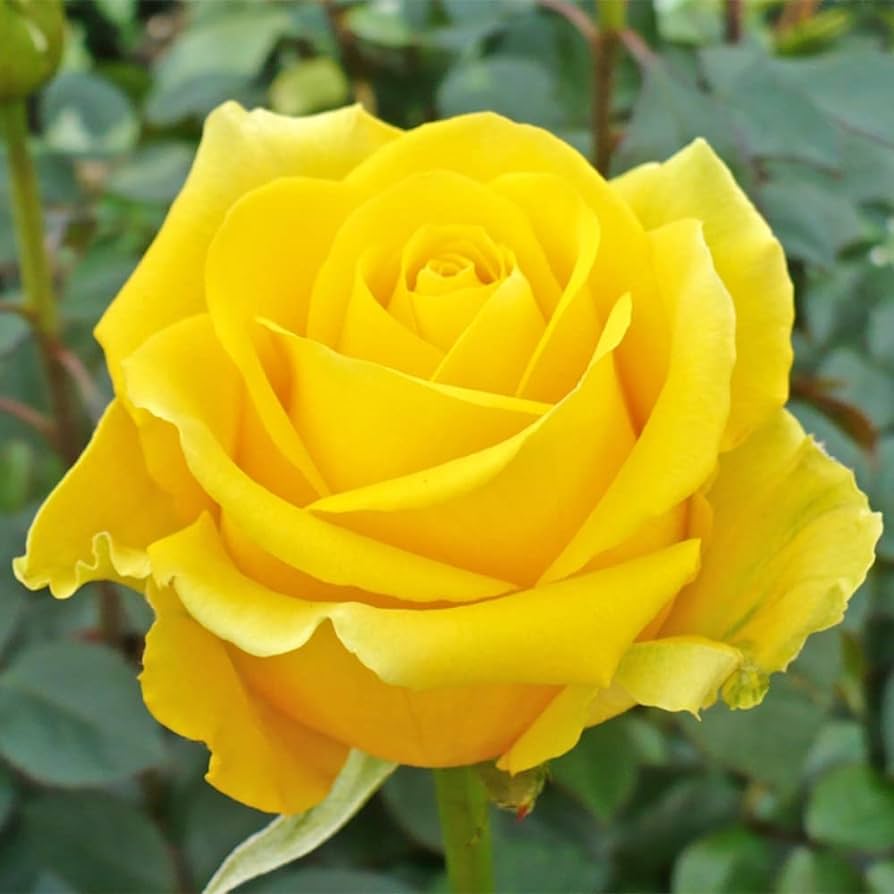Picture of Yellow Color Rose Seeds - 30 Pcs Seeds (Global Seed)