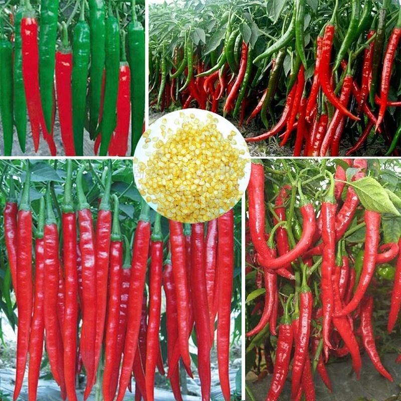 Picture of 30+ Pcs Organic Hybrid Long Long Spaicy Red Chili Seeds