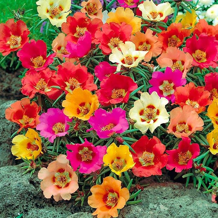 Picture of Mix Japani Rainbow Moss Ross Portilaca - 50+Seeds