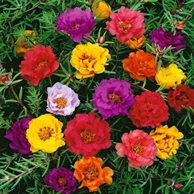 Picture of Mix Japani Rainbow Moss Ross Portilaca - 50+Seeds